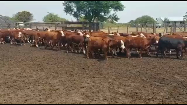 Lote 80 Terneros/as en Curuzú-Cuatiá, Corrientes