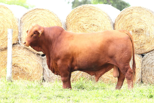 Lote LOTE 14