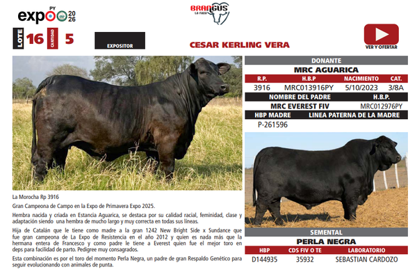 Lote LOTE 16
