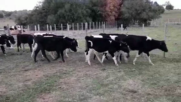 Lote TERNEROS HOLANDO