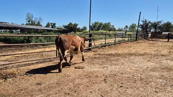 Lote 20 Novillo Gordo en Linares, VII  Región Maule