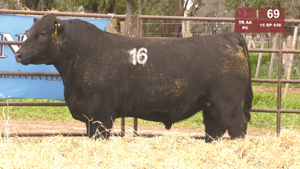 16 858 — TOROS ANGUS NEGROS  PC