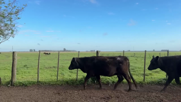 Lote 5 Vaquillonas C/ cria