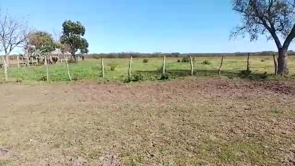 Lote 50 Novillos en Sauce, Corrientes