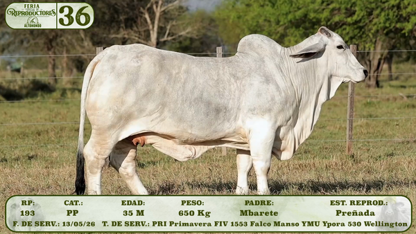 Lote LOTE 36