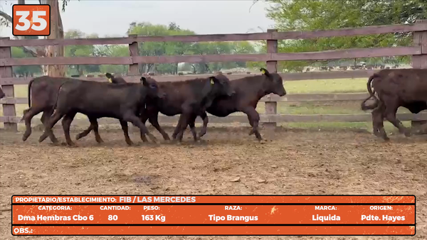 Lote LOTE 35