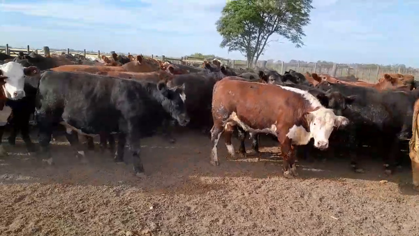 Lote 80 Novillos exportación UE HILTON