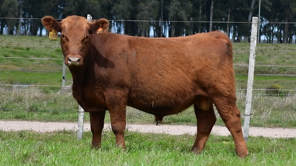 Lote Toros Aberdeen Angus