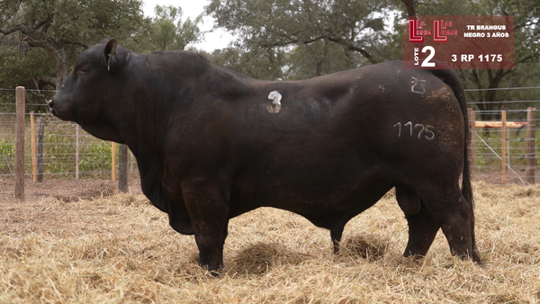 1175 — BRANGUS NEGRO 3 AÑOS