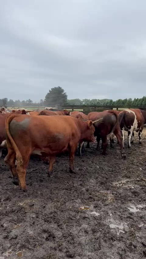 Lote 40 Novillo Gordo en Osorno, X Región Los Lagos