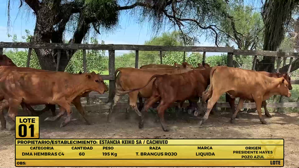 Lote LOTE 1