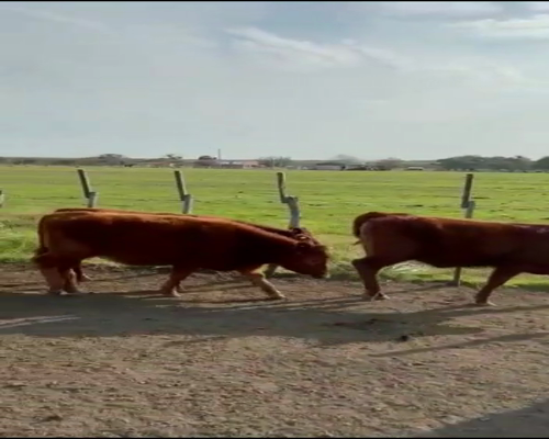 Lote 40 Terneros/as en Federal, Entre Ríos