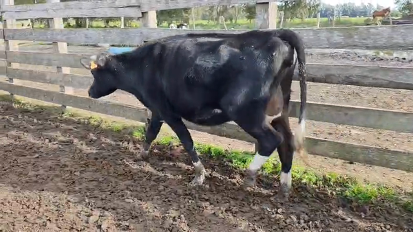 Lote Vaquillonas  400kg - , San José