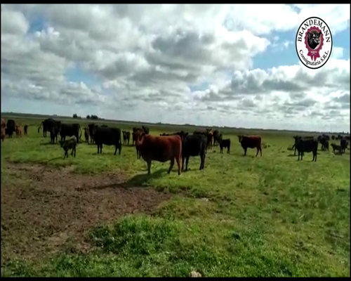 Lote 110 Terneros a Termino de 180 Kg