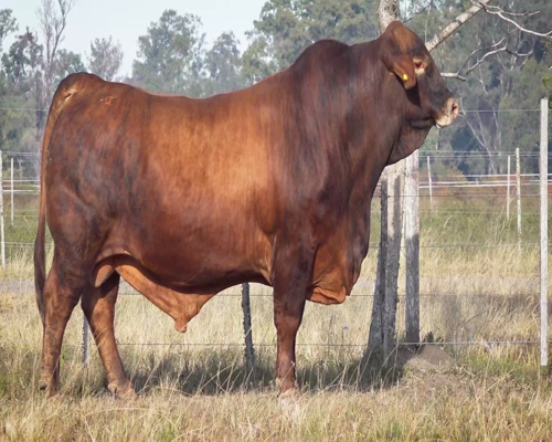 Lote VIRACHO 1311 PIMENTON REM 812