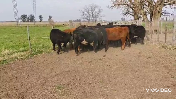 Lote 24 Terneros/as en Brandsen, Buenos Aires