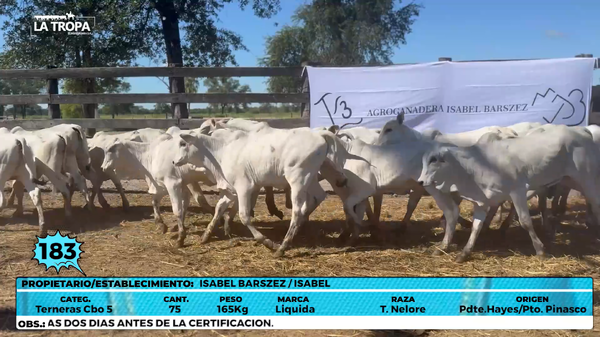 Lote LOTE 183