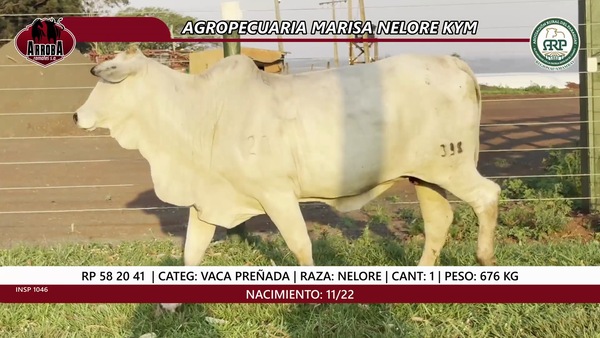Lote VACA PREÑADA