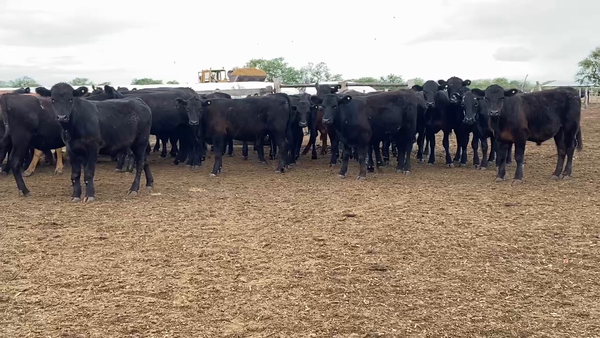 Lote 48 Novillitos en Villaguay, Entre Ríos