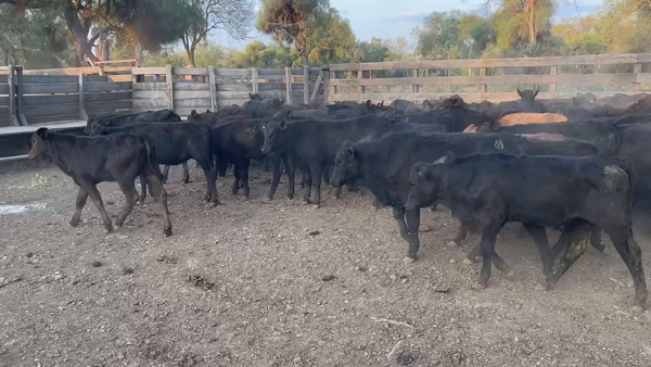 Lote 120 Terneros/as en Juan José Castelli, Chaco