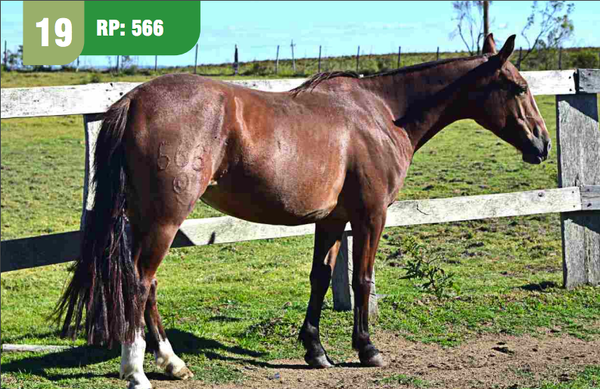 Lote CAPRICHOSA CUARTEADOR