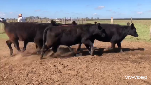 Lote 37 Vaquillonas C/ gtia de preñez en Mercedes, Buenos Aires