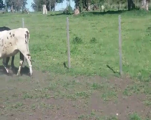 Lote (Vendido)8 Vaquillonas 1 a 2 años CRUZAS 260kg -  en COSTAS DEL ROSARIO