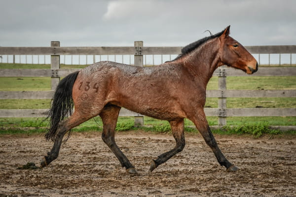 Lote VERDES MARES ITALIANO