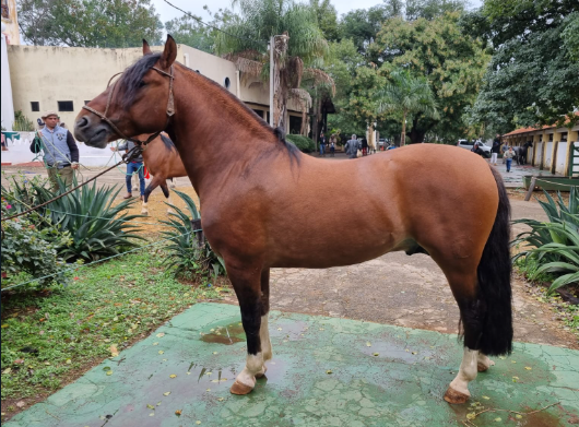 Lote CRIOLLOS EXPO INTERNACIONAL 2022 RP 518- LOTE 22