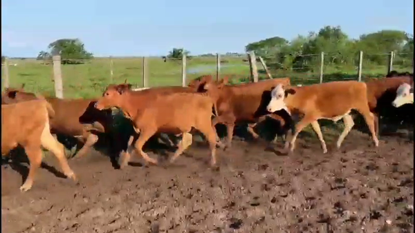 Lote 122 Terneros en Ituzaingó, Corrientes
