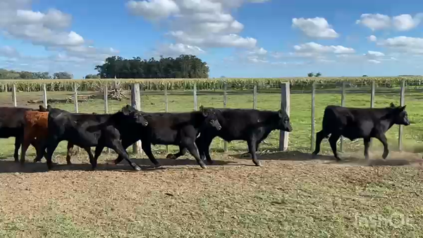 Lote 100 Terneros en Chascomús, Buenos Aires