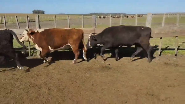 Lote Vacas Preñadas