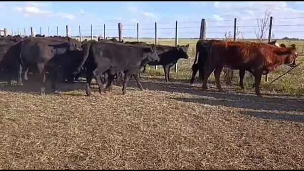 Lote 140 Terneros/as