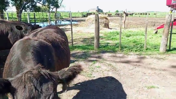 Lote 50 Novillitos en Buenos Aires, Navarro