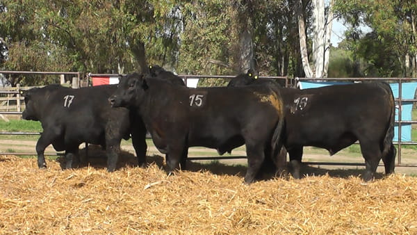 Lote TOROS ANGUS NEGROS PC