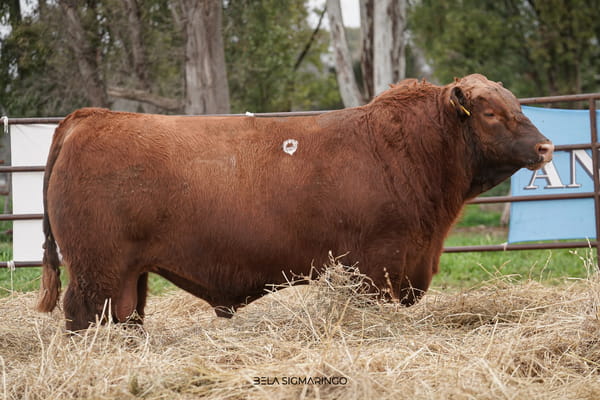 Lote TOROS ANGUS  PP