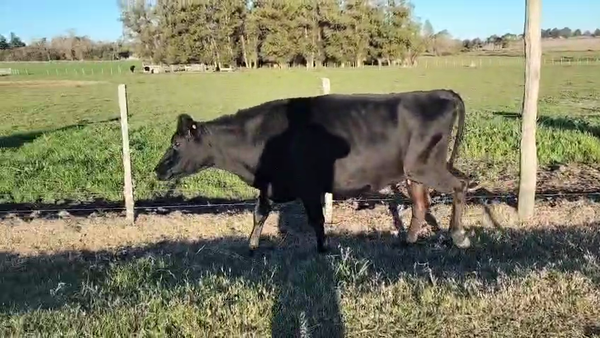 Lote 2 Vaquillonas , San José