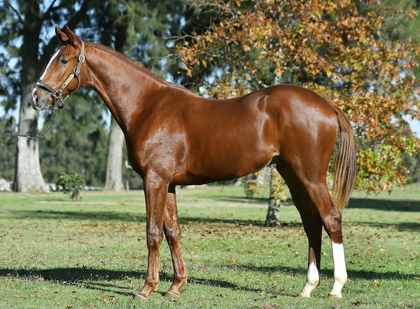 Lote MAGIC MILLIONS