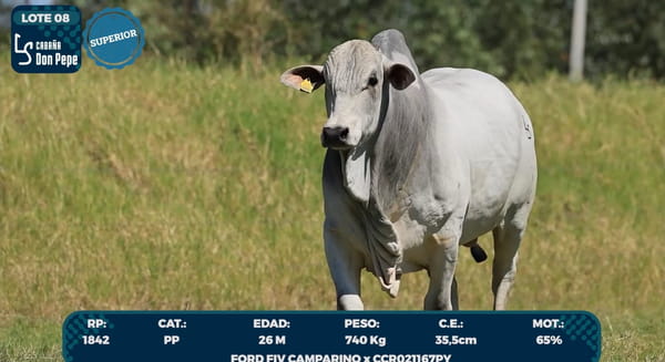 Lote LOTE 8