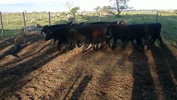 Lote Terneras y vaquillonas