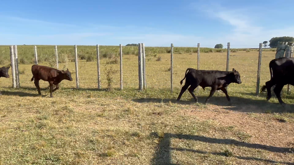 Lote 160 Piezas de cría en Isla Patrulla, Treinta y Tres