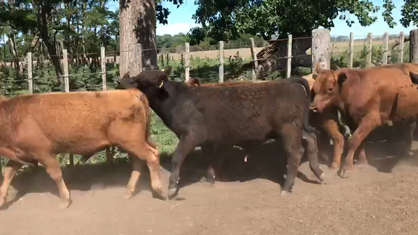 Lote 55 MEJ de invernar en Las Flores, Buenos Aires