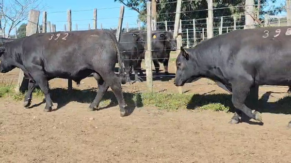 Lote Toros Black Angus