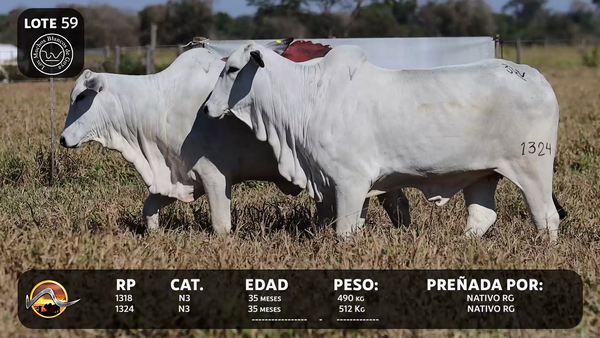 Lote LOTE 59