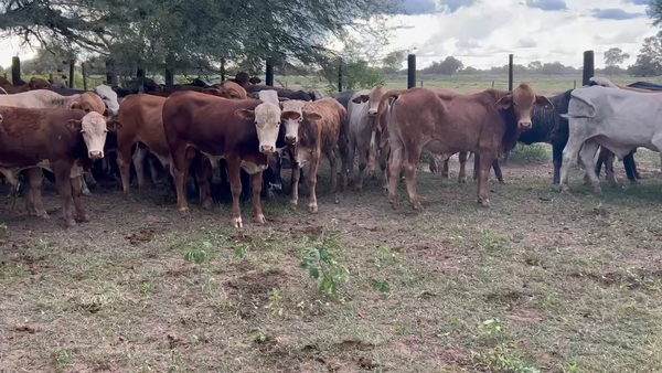Lote 80 Terneros en Juan José Castelli, Chaco