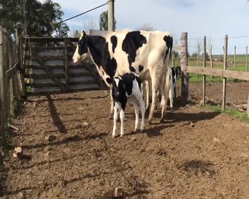 Lote (Vendido)2 Vientres Holando Holando en Chamizo