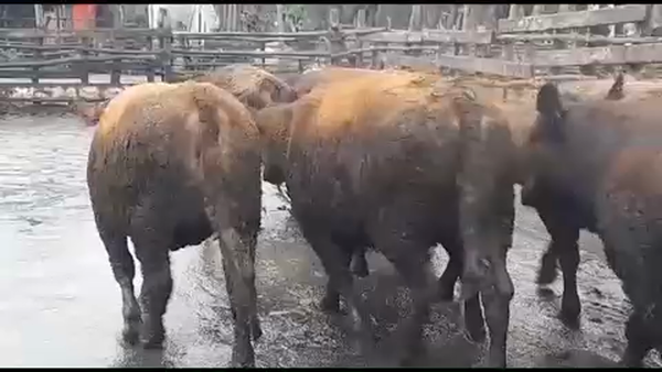 Lote 50 Vaquilla Gorda en Yerbas Buenas, VII  Región Maule