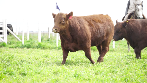 Lote Toros PC Colorado