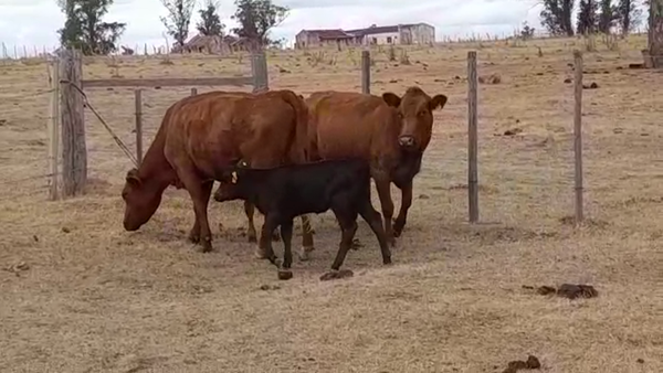 Lote (Vendido)4 Piezas de cría en ARROYO GRANDE