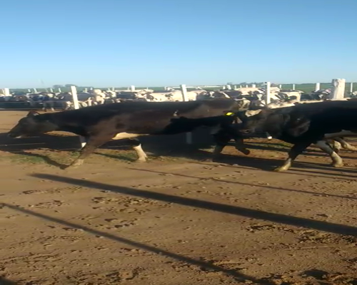 Lote Gerbaudo Francisco y juan